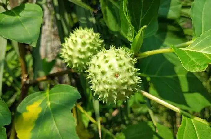 Manfaat Buah Kecubung yang Jarang Diketahui