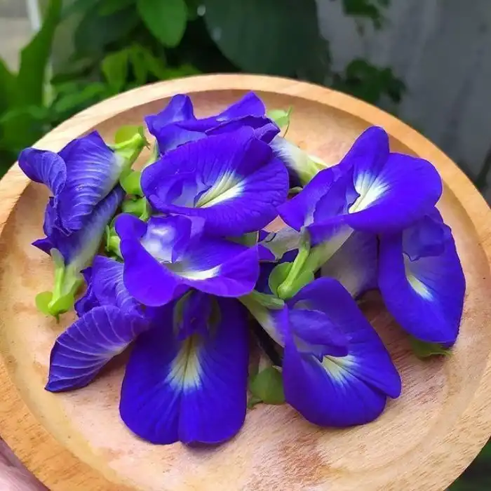 Manfaat Bunga Telang untuk Kesehatan, Si Cantik Biru yang Kaya Antioksidan