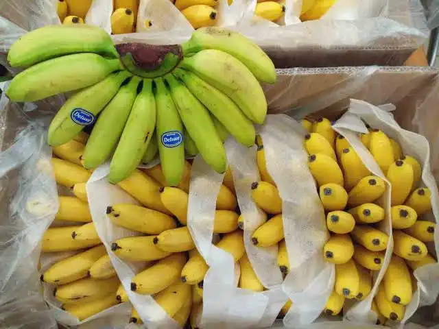 Kenapa Pisang Yang Di duamkan dengan karbit bisa matang sempurna, Padahalkan cuma di diamkan aja kan?