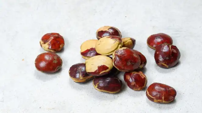 Kenapa Jengkol Bisa Menimbulkan Aroma Khas? Ini Penjelasannya