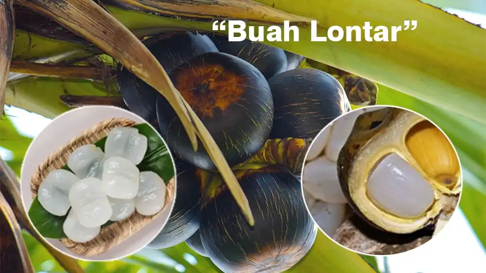 Buah Lontar Si Manis Kecil Manfaatnya Besar