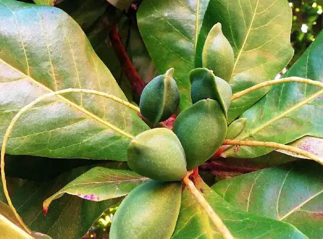 Mengenal Buah Ketapang dan Manfaatnya untuk Kesehatan