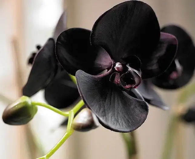 Mengenal Anggrek Hitam, Bunga Unik yang Menjadi Kekayaan Flora Indonesia