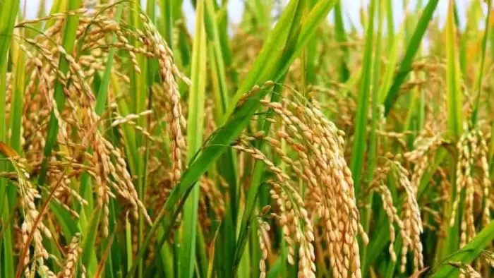 Tanaman Padi Sehat,Panen Melimpah Berkat Perawatan Tepat