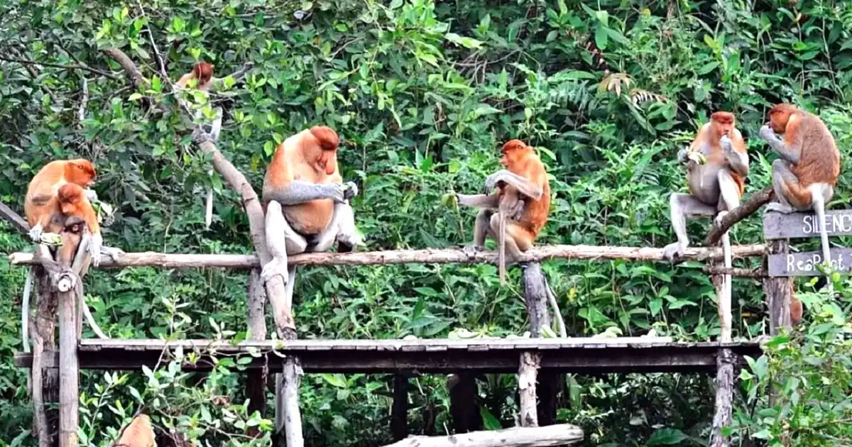 Mengapa Kalimantan Disebut sebagai Rumah bagi Banyak Satwa Unik? Ini Alasannya