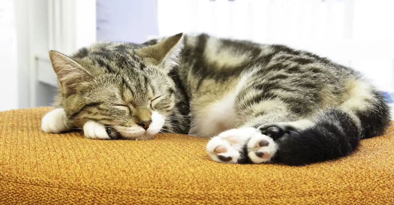 Mengapa Kucing Suka Tidur Hampir Sepanjang Hari?