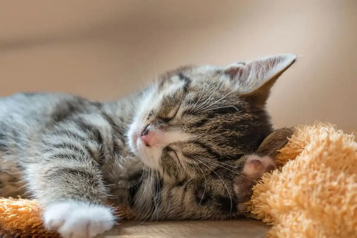 Mengapa Kucing Sering Tidur hingga 16 Jam Sehari?