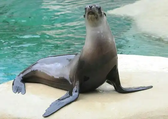 Bagaimana Cara Anjing Laut Bernapas dengan Paru-Paru di Dalam Laut? Ini Penjelasannya