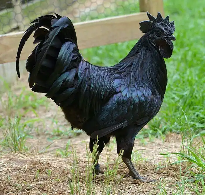 Ayam Cemani, Si Ayam Serba Hitam Asal Indonesia yang Mendunia