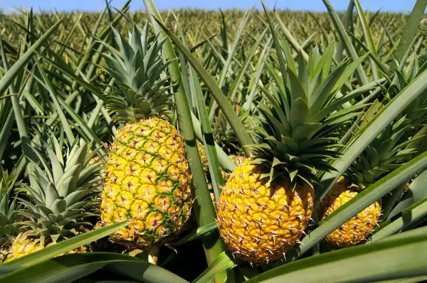 Nanas Mengandung Banyak Air, Cocok Menjadi Buah Segar Saat Cuaca Panas