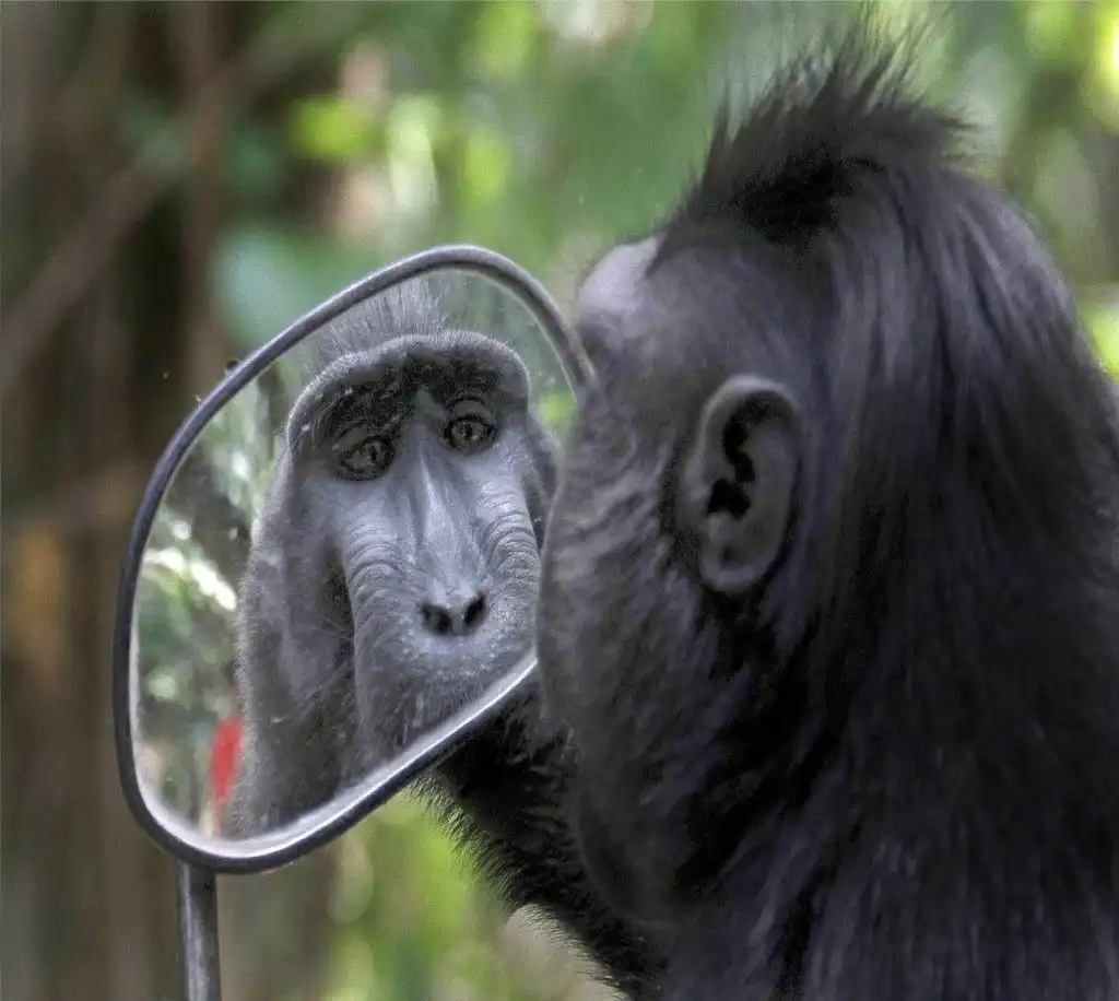 Self-Awareness pada Simpanse, Fakta Ilmiah yang Menarik