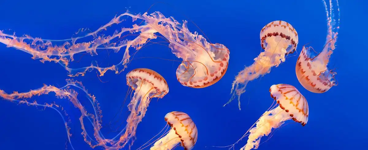 Fakta Unik Ubur-Ubur: Hewan Laut Tanpa Otak dan Jantung yang Tetap Bisa Hidup