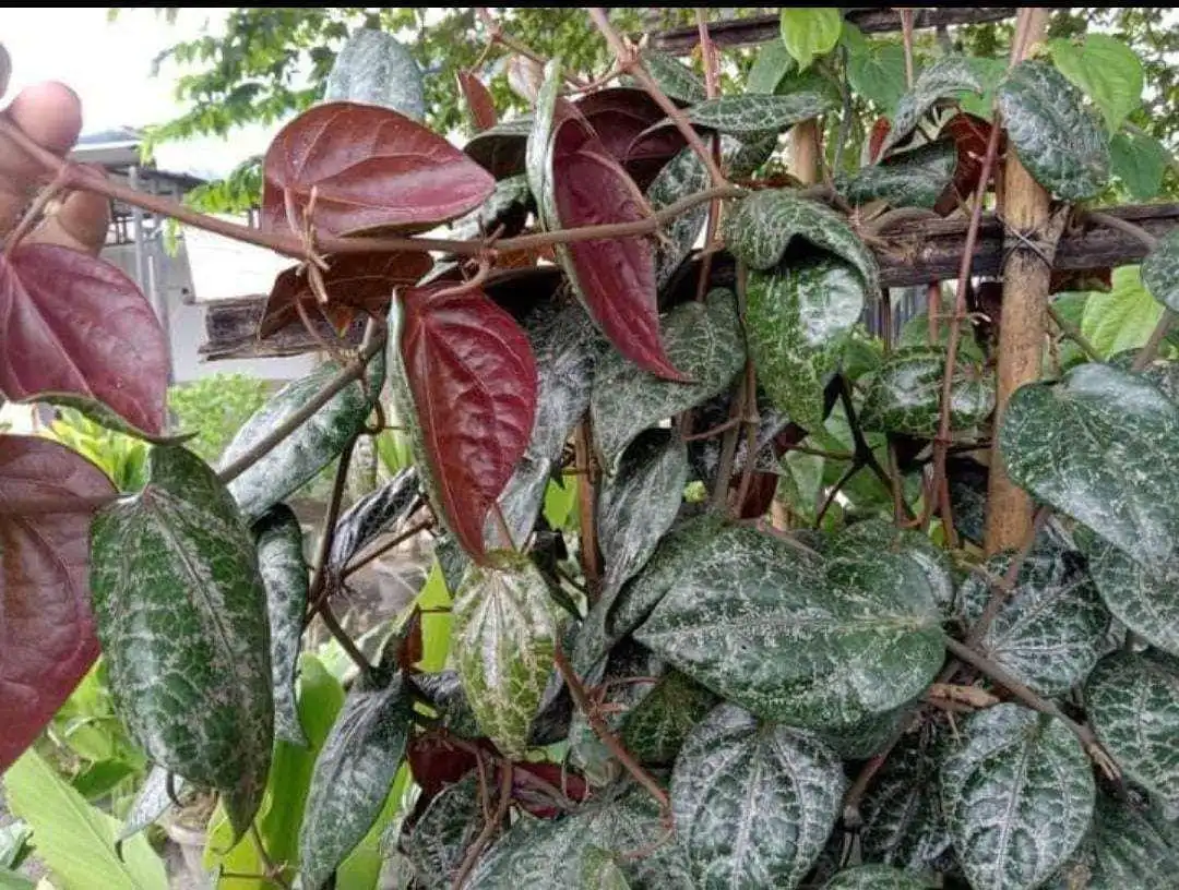 Daun Sirih Merah dalam Pengobatan Tradisional, Memisahkan Mitos dan Fakta tentang Khasiatnya