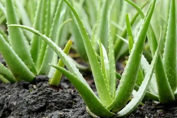 Mengapa Lidah Buaya Mampu Menyimpan Air di Dalam Daunnya yang Tebal?