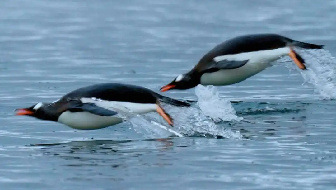 Penguin,Burung yang Menjadi Ahli Renang