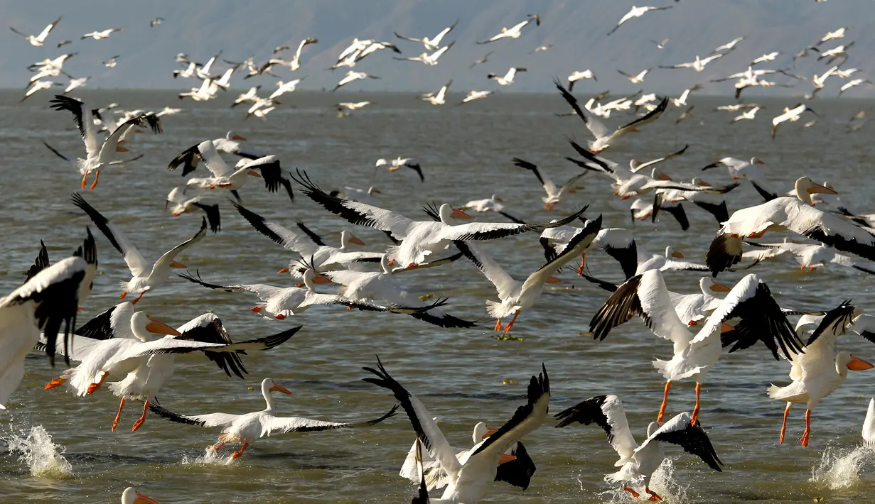 Mengapa Burung Bermigrasi Ribuan Kilometer Setiap Tahun?