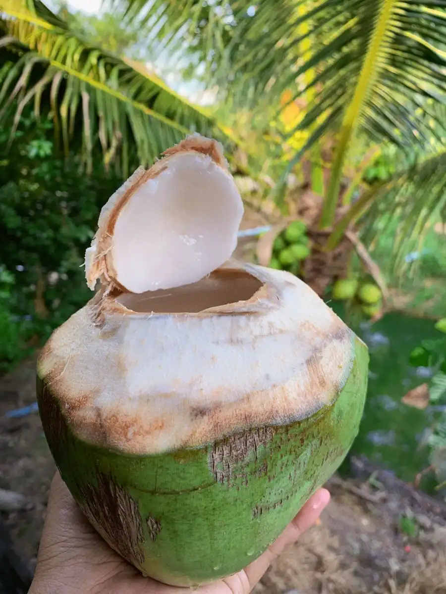 7 Waktu Terbaik Minum Air Kelapa Biar Hidup Lo Nggak Cuma Segar, Tapi Juga Sehat Maksimal