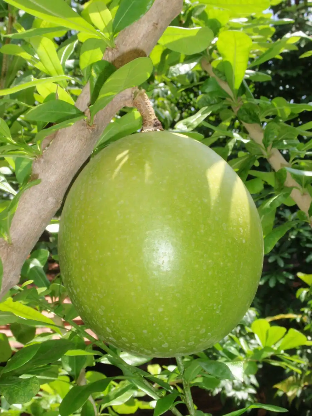 Jarang diketahui ternyata ini manfaaf dari buah Maja
