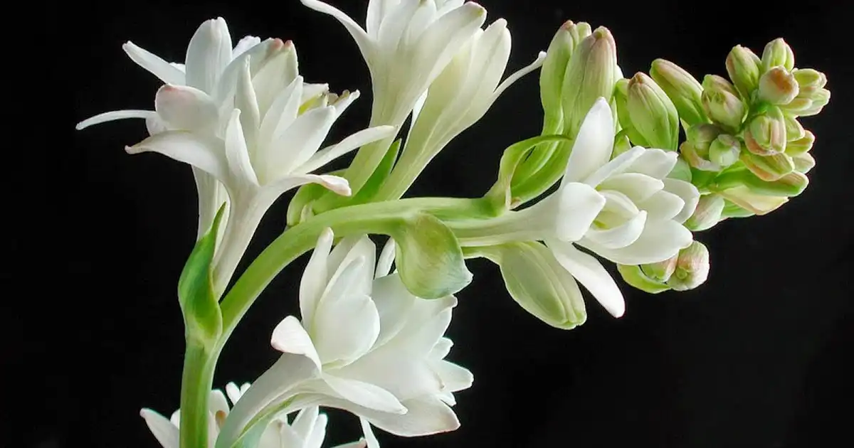 Bunga Sedap Malam: Pesona Putih Beraroma Harum yang Kaya Makna dan Manfaat