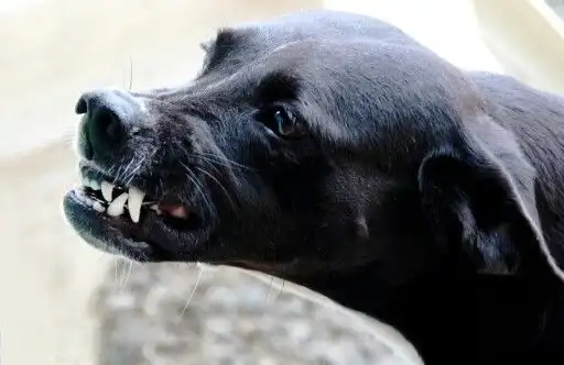 Digigit Anjing? Jangan Panik, Ini Pertolongan Pertama yang Perlu Dilakukan