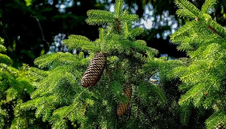Bukan Sekadar Getah, Ini Beragam Manfaat Getah Pinus yang Digunakan dalam Kehidupan Sehari-hari