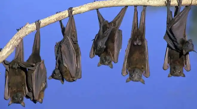 Hewan yang Tidur dengan Cara Tidak Biasa