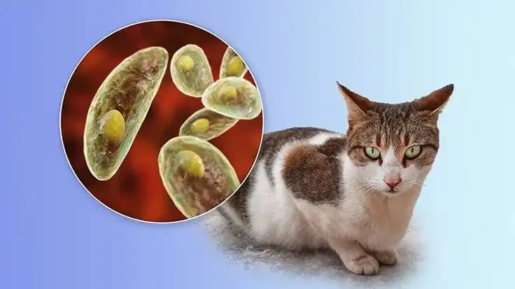 Toxoplasma dan Kucing: Bagaimana Parasit Ini Bisa Menular ke Manusia?