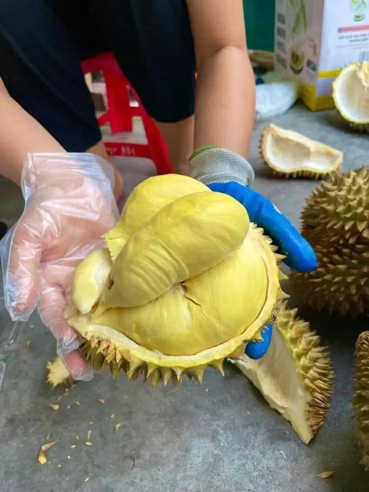 Mengapa Kepala Berputar Setelah Pesta Durian? Ini Faktanya