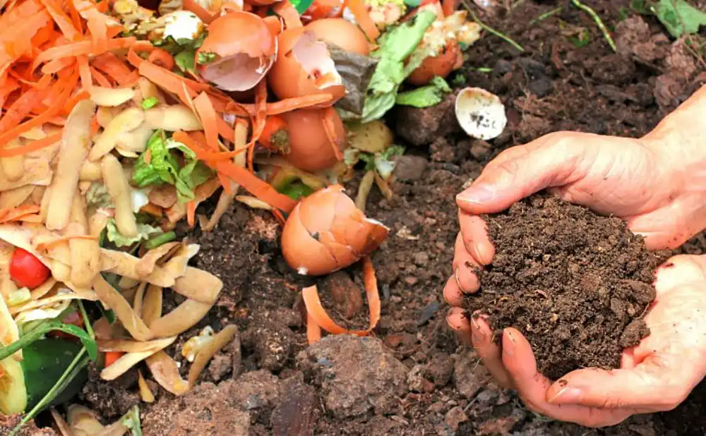 Cara Membuat Kompos Sederhana dari Sampah Organik Rumah Tangga
