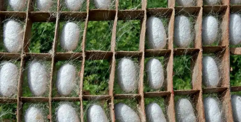 Dari Ulat Sutra Menjadi Kain Mewah, Bagaimana Benang Sutra Dihasilkan?