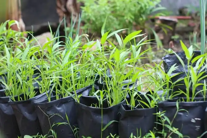 Mengapa Kangkung Bisa Tumbuh Kembali setelah Dipotong? Ini Penjelasan Ilmiahnya