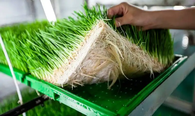 Bibit Gandum Hidroponik: Cara Menanam Wheatgrass di Rumah dan Tips Perawatannya