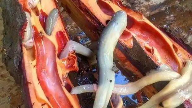 Tembiluk, Makanan Ekstrem yang Dijuluki Punya "Seribu Manfaat"  Description