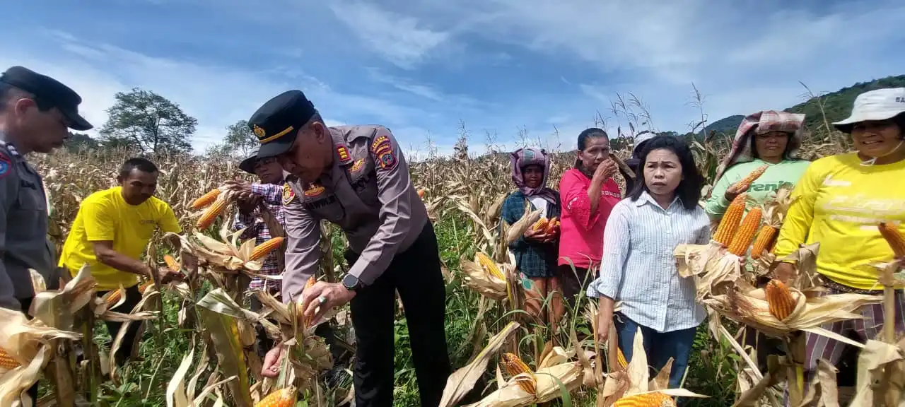 Polsek Sipirok Dan Warga Hutaraja Panen Raya Jagung