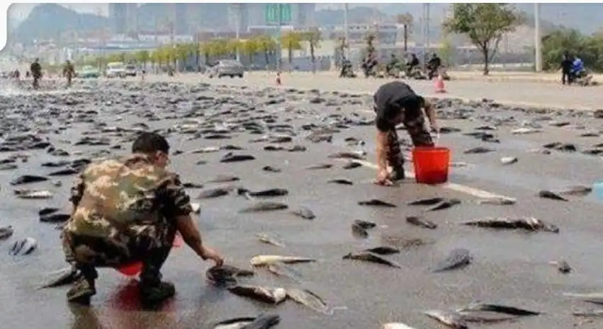 Hujan Ikan: Fenomena Aneh yang Benar-Benar Terjadi