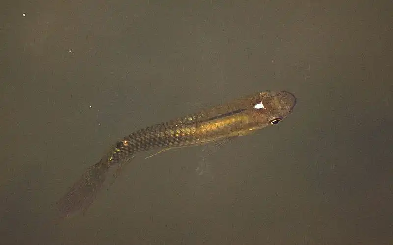 Fakta Menarik dari Ikan Kepala Timah