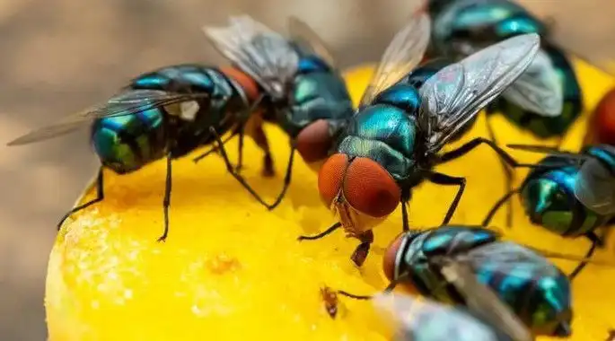 Kenapa Lalat Selalu Bikin Kesal? Ternyata Ada Alasan Biologis dan Kesehatan di Baliknya