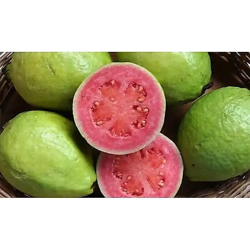 Manfaat Buah Jambu Biji untuk Menjaga Daya Tahan Tubuh