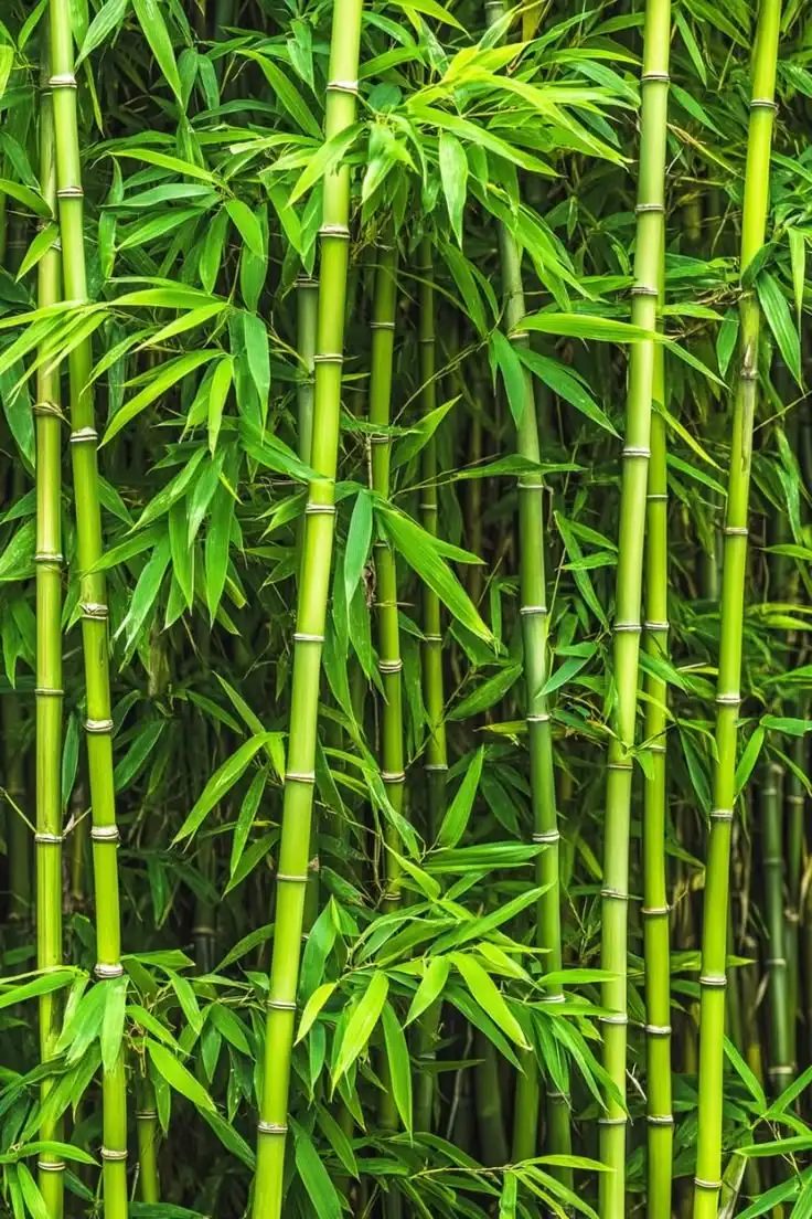 Fakta Menarik Tentang Bambu: Tanaman yang Tumbuh Cepat dan Punya Banyak Manfaat
