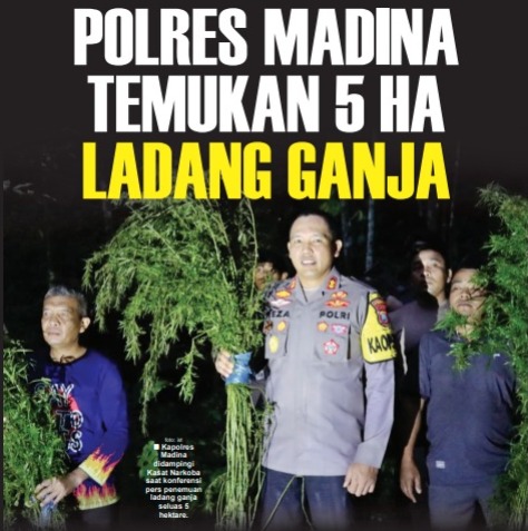 POLRES MADINA TEMUKAN 5 HA LADANG GANJA