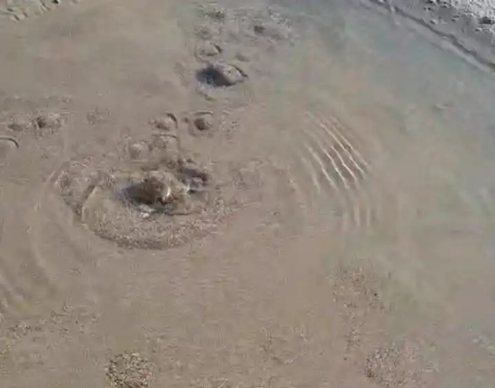 Langka, Sumber Air Tawar Muncul di Pantai Lon Malang Sampang