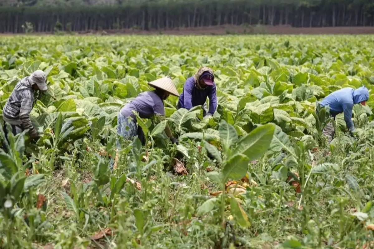 Ambisi Sampang Miliki Sentra Industri Hasil Tembakau Masih Terganjal, Ini Sebabnya