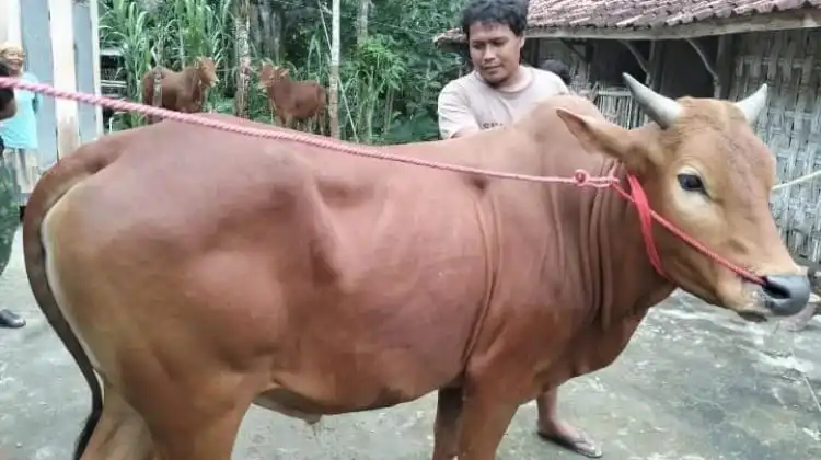 Dinas Peternakan Bangkalan Perketat Pengawasan Hewan Kurban Jelang Iduladha