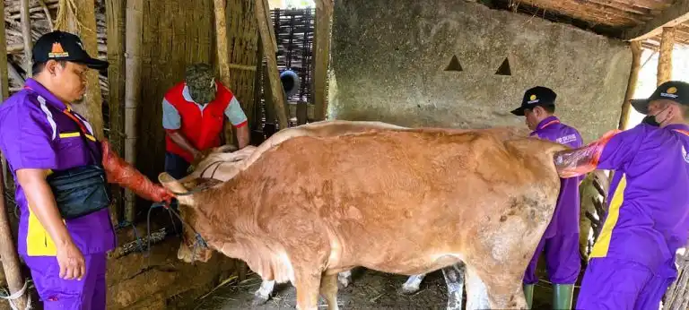 Cegah PMK Masuk ke Sampang, Petugas Medis Razia Kesehatan Sapi ke Desa