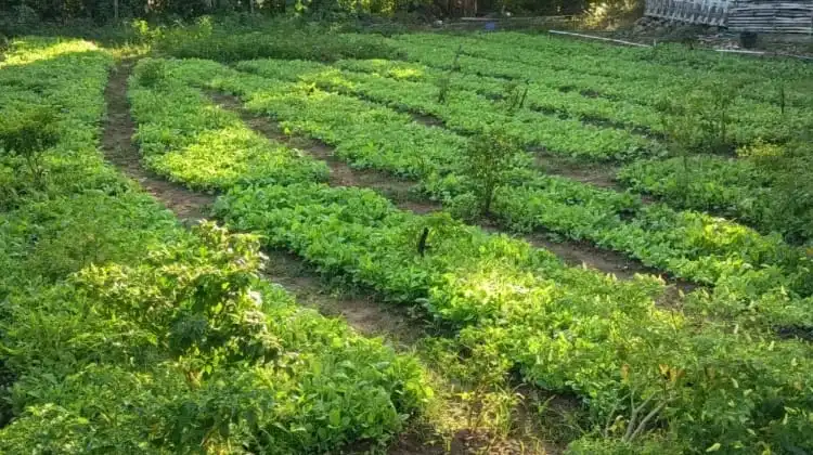 Masuk Musim Tanam, Harga Per Seribu Bibit Tembakau di Sumenep Capai Rp40 Ribu