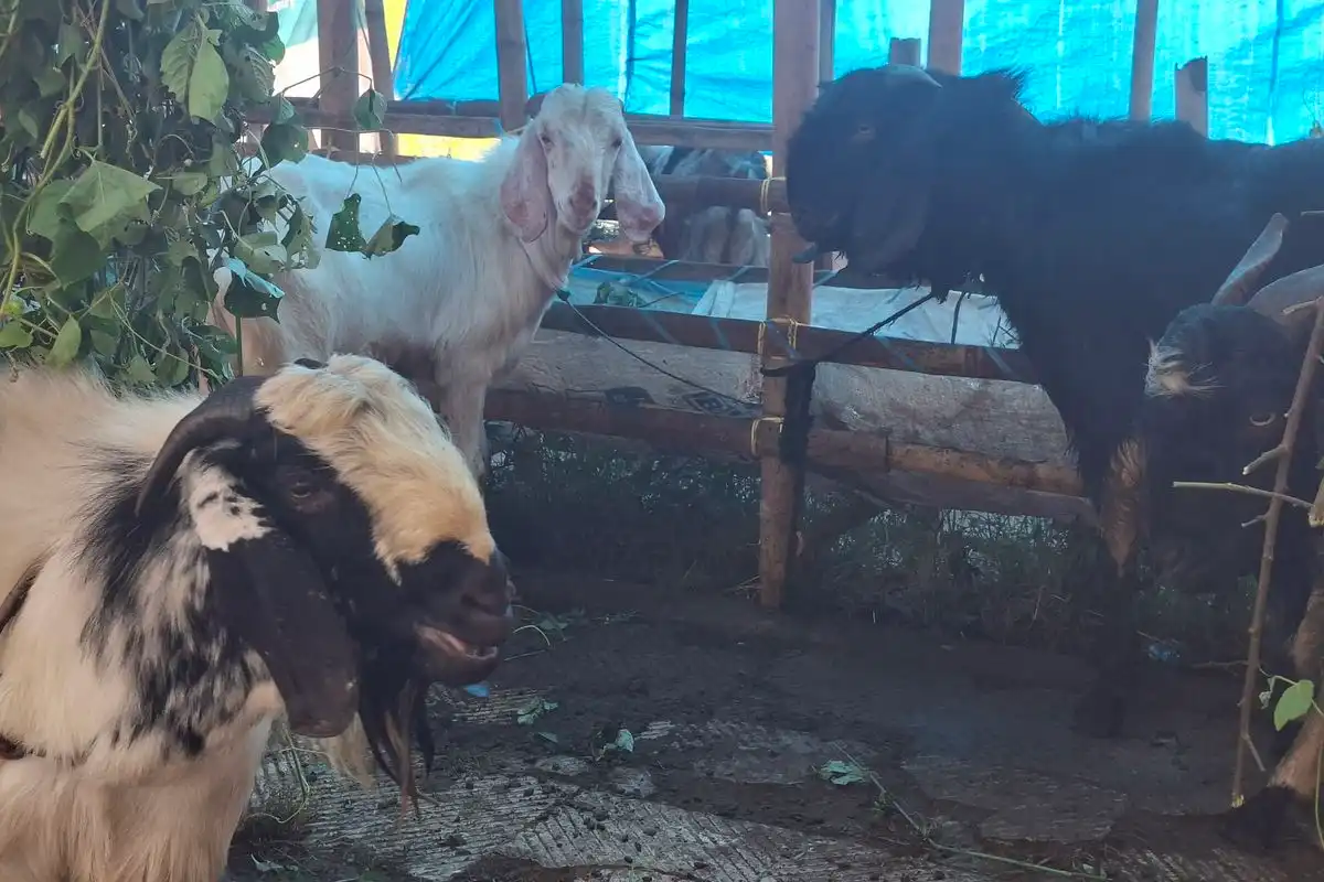 3 Kambing Terindikasi Menderita Penyakit Orf, Ditemukan di Lapak Kurban Sumenep