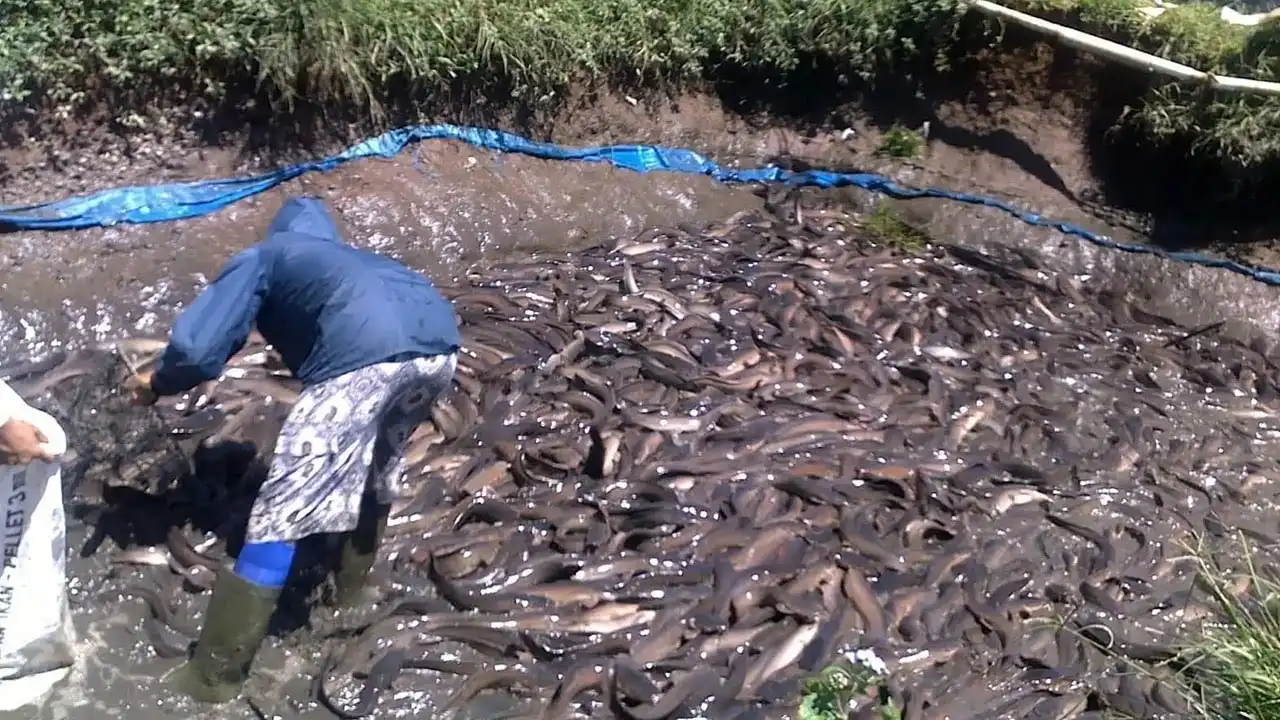  Sampang Belum Miliki BBI, Penguatan Ketahanan Pangan Perikanan Belum Maksimal