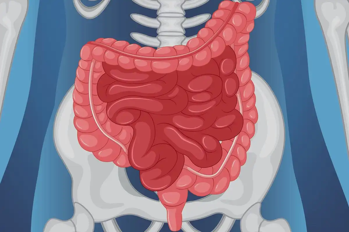 Kesehatan Usus