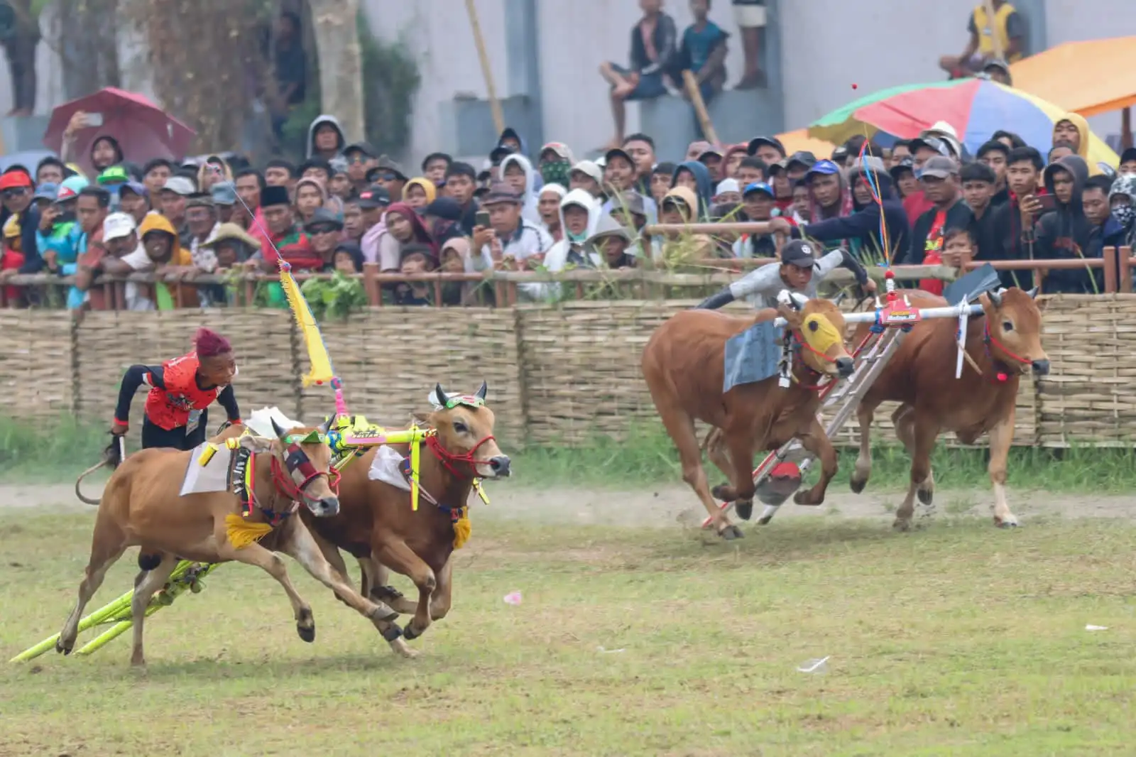 Karapan Sapi Kabupaten Sampang 2026 Akan Dihelat di Lapangan Prio