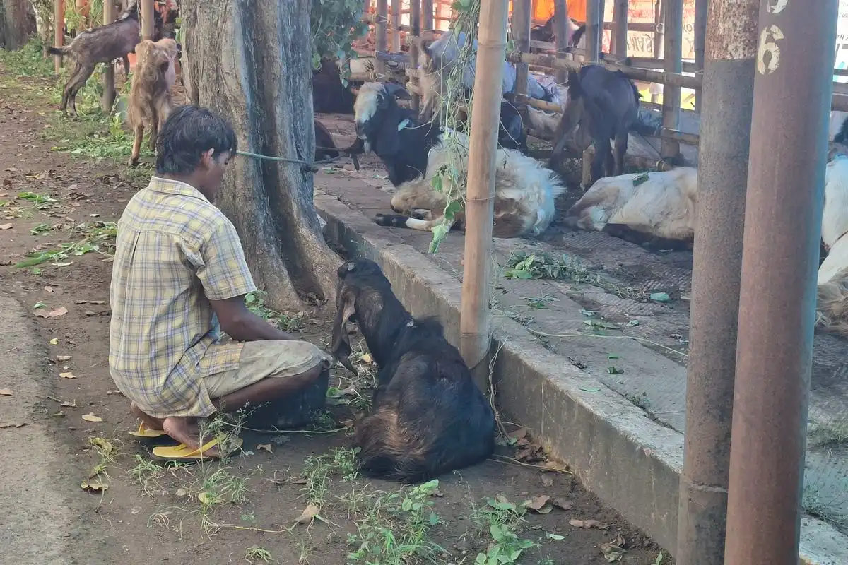 Jelang Iduladha, Lapak Hewan Kurban Bermunculan di Sumenep